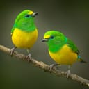 Two vibrant green and yellow birds standing on a thin branch