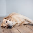 close-up of a purebred Labrador retriever lying on the floor at home