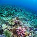 Coral on the bottom of the ocean