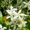 white blooms of Star Jasmine (Trachelospermum jasminoides)