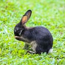 a little black rabbit grooming its paws in the green grass