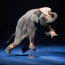circus elephant performing by standing on one leg on a small metal chair