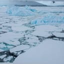 Broken ice sheets floating in water