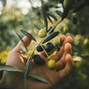 Hand picking green and black olives on the branch tree