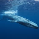 Blue whale in Mirissa, Sri Lanka