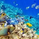 marine ecosystem full of diverse fish species and colorful coral reefs in a vibrant blue ocean