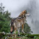 Timber wolf hunting in mountain. Animal in the nature habitat