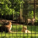 Group of lions caged in a zoo, the central lioness in focus and the rest slightly blurry