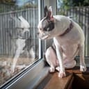 A Boston Terrier dog sitting on a windowsill, with its reflection mirrored back in the window glass.