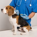 Vet implants microchip in dog's neck