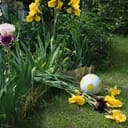 Closeup happy joy fun kid boy shame sorry shock fault harm sun light plant bloom leaf still life rest symbol. Close up view funny dirty crack cut hurt fly fall ground green grow floral plant bed lawn