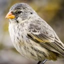Darwin's Finch