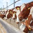 Dairy farm, simmental cattle, feeding cows on farm