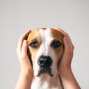A scared dog pictured with its ears shielded by human hands.