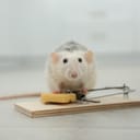 A rat and a mousetrap with cheese indoors. 