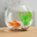 Goldfish in a bowl