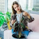 young woman sitting in her living room and looking sadly at the dried, dead leaves of her Calathea houseplant