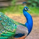 Adult peacock with colorful plumage