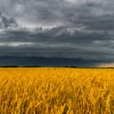 Round storm cloud over a wheat field