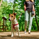 Female dog walker walks her Jack Russell terrier dog in the park.