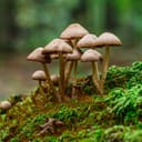 False honey fungus mushrooms growing on a stump in a forest