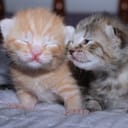 Two kittens on a bed