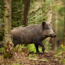 Wild boar (Sus scrofa) in a forest