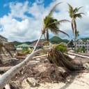 downed and uprooted trees on St. Maarten/St. Martin's beaches after Hurricane Irma