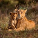 Cub 名詞 クマ ライオン キツネなど肉食動物の 子ども の意味 使い方 読み方 Dmm英会話words