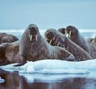 Loss of Ice Forces Walruses to Dry Shores | Engoo Daily News