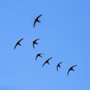 A flock of black swallows flying