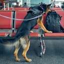 Police dog sniffing a backpack at an airport departure terminal
