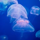 Translucent Words translucent (【Kata Sifat】) Meaning, Usage, and Readings | Engoo Words