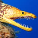 Fangtooth Moray, also known as Tiger Moray, Enchelycore anatina, underwater in Tenerife, Spain