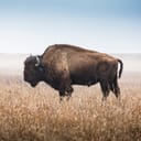 Buffalo in the wild