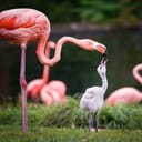 close-up of a mum flamingo feeding her baby on a grass field