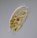 Microscope image of an amoeba