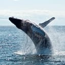 A photo of a whale jumping out of the water