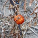A closeup of a dry tomato on a dry stalk