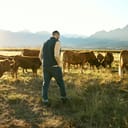 Farm, agriculture and farmer man with cattle eating grass on field outdoors. Agro, sustainability or male small business owner with livestock or cows for meat, dairy or milk production at countryside