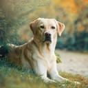 Labrador retriever lying on the ground