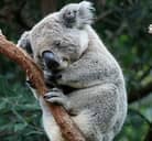 Koala 名詞 コアラ の意味 使い方 読み方 Dmm英会話words