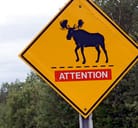 Moose 名詞 ヘラジカ の意味 使い方 読み方 Dmm英会話words