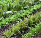 Soil 名詞 土壌 土 の意味 使い方 読み方 Dmm英会話words