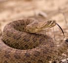 Rattlesnake 名詞 ガラガラヘビ の意味 使い方 読み方 Dmm英会話words