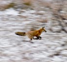 Fox 名詞 キツネ の意味 使い方 読み方 Dmm英会話words