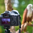 Close-up of a camera taking a photo of a sea-eagle