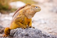land iguana sitting on a rock in the Galapagos islands
