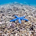 A single blue starfish on a dead coral reef.
