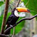 Toucan perching on a branch in the forest 